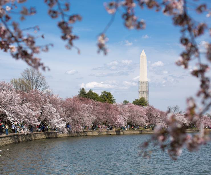 View of the Washington Monument and Tidal Basin with cherry blossoms in bloom.