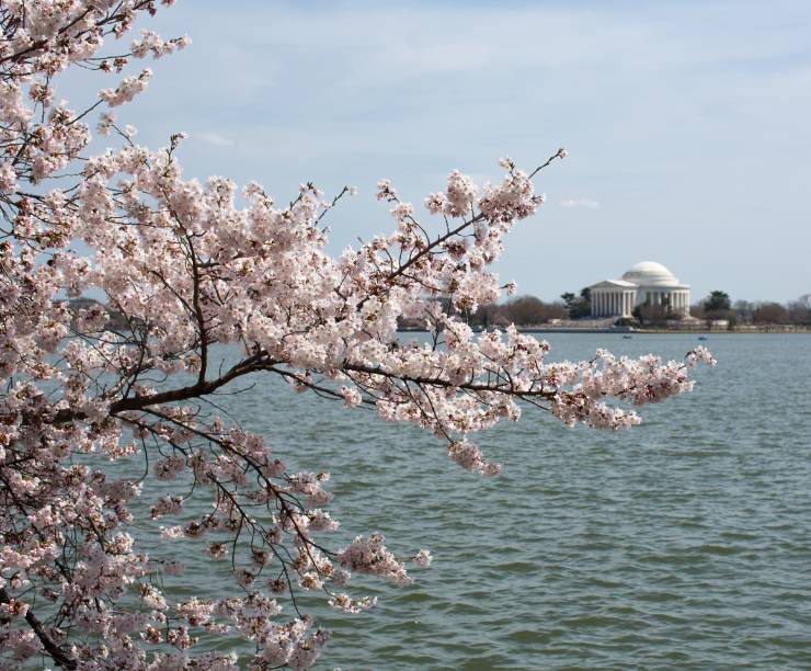 A view of the Jefferson Monument and Tidal Basin framed by cherry blossoms.