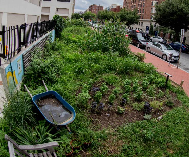 A student tends vegetables in an urban garden.