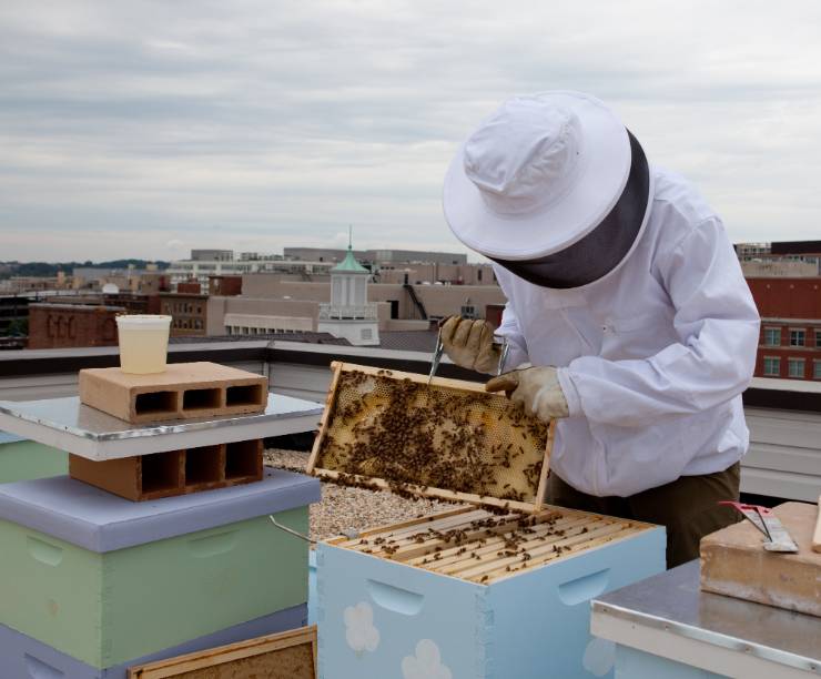 A beekeeper opens a hive on Lisner roof.