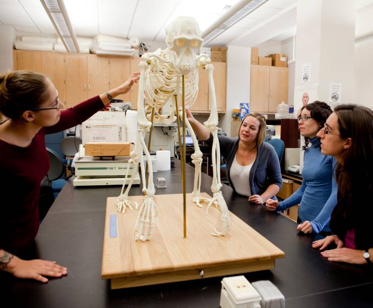 Four students study a model skeleton of an early primate.