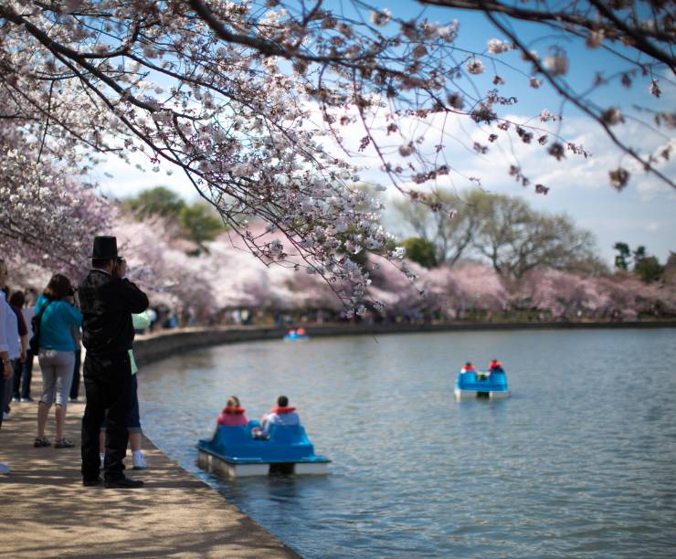 Close up shot of paddle boats on the tidal basin with cherry blossoms framing the photograph.